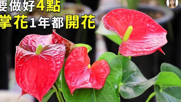 携程拿去花：如何主动还款更省心？