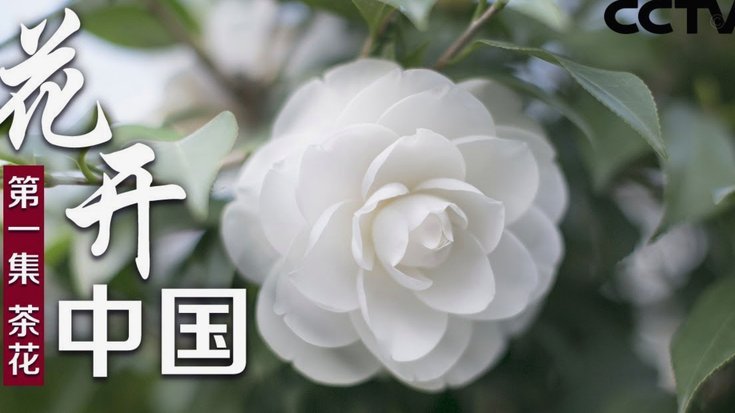 套现花呗平台有哪些