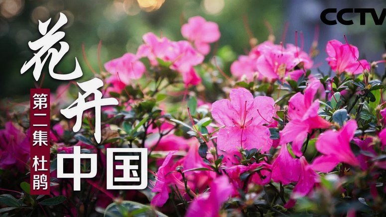 花呗秒提额亲测