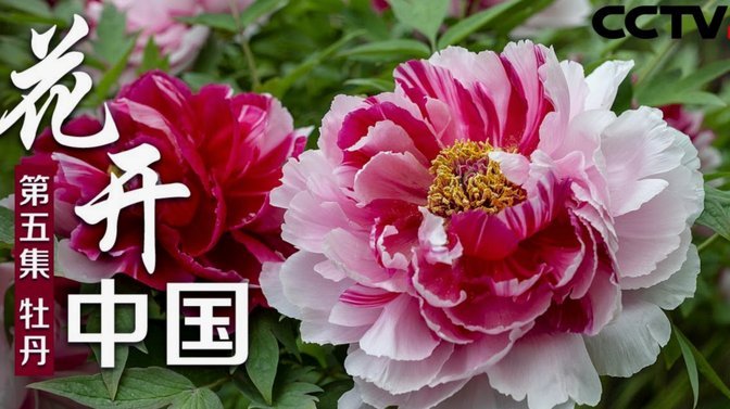 花呗额度为何初现为零及其解决办法