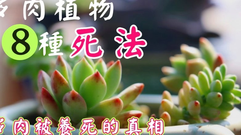 原来花呗出现不明账单的原因是什么