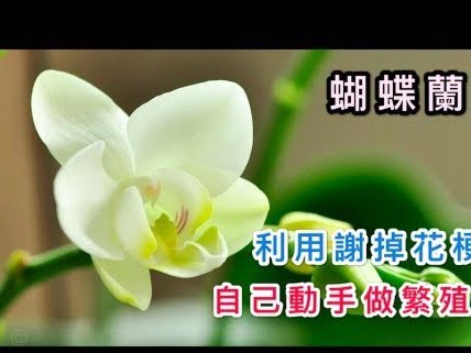 套花呗分期怎么回事