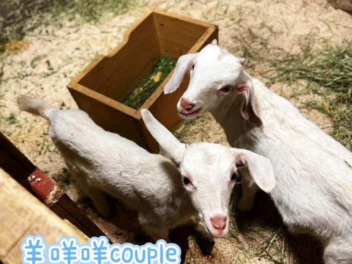 羊小咩是哪里的公司