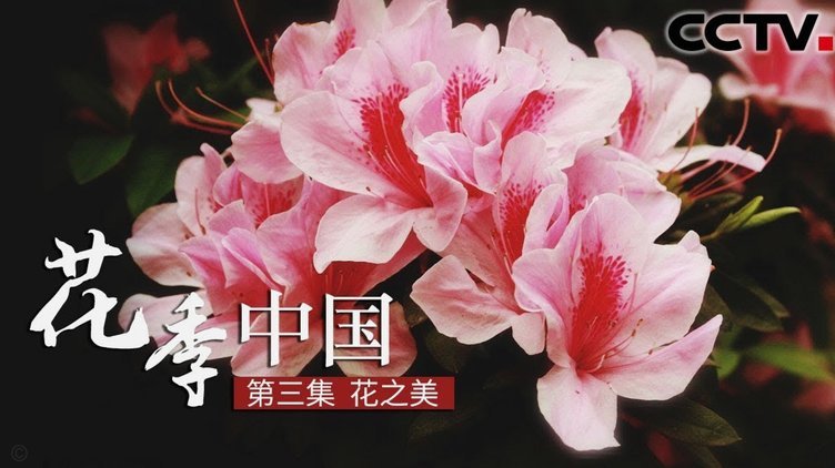 花呗使用平台